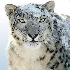 Snow Leopard